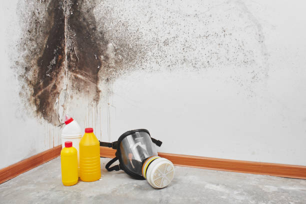 Attic Mold Removal in Mitchell, IN