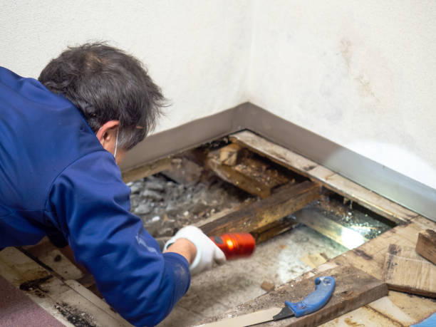 Best Professional Mold Removal  in Mitchell, IN