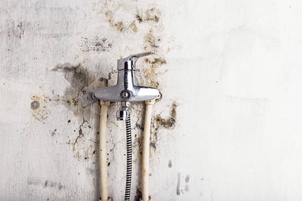 Best Mold Removal Near Me  in Mitchell, IN