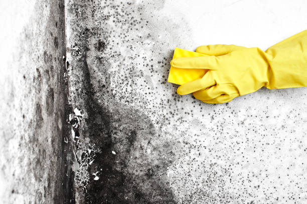 Best Home Mold Removal  in Mitchell, IN