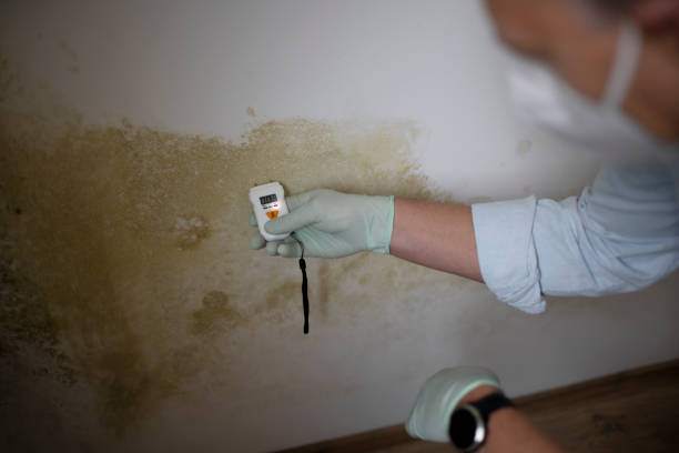 Best Mold Remediation  in Mitchell, IN