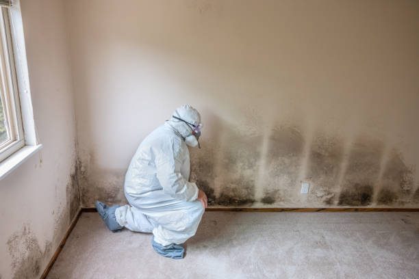 Professional Mold Removal in Mitchell, IN