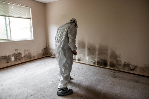 Best Office Mold Removal Services  in Mitchell, IN
