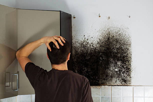 Best Certified Mold Removal  in Mitchell, IN
