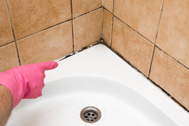Best Local Mold Removal Service  in Mitchell, IN
