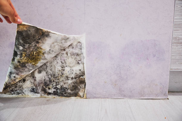 Best Attic Mold Removal  in Mitchell, IN